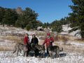 wolfhounds are big.JPG